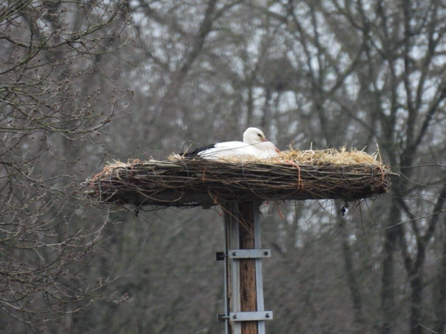 Ooievaars gespot